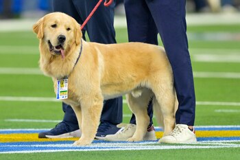 Un perro de raza golden
