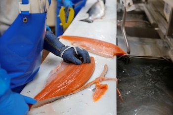 Las exportaciones de salmón chileno alcanzaron un valor de USD 6.550 millones en 2025, según datos de la Subsecretaría de Pesca y Acuicultura de ese país (REUTERS/Pascal Rossignol/File Photo)