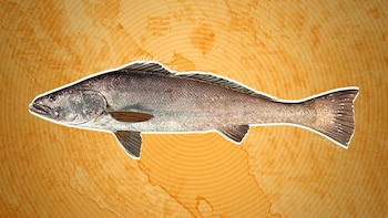 El tráfico ilegal de totoaba