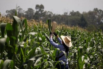 La domesticación del maíz depende de generaciones de agricultores que seleccionan mazorcas y semillas para el siguiente ciclo de siembra. REUTERS/Raquel Cunha