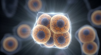 Primer plano de cuatro células madre esféricas, anaranjadas con núcleos oscuros, contenidas en una membrana translúcida y rodeadas por un halo de luz brillante.