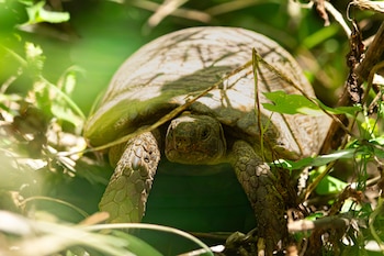 Ejemplar de tortuga mora. (therestisconfetti/Wikimedia Commons)
