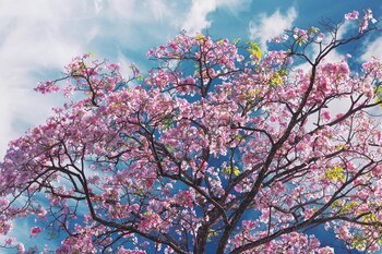 (Foto cortesía en la red