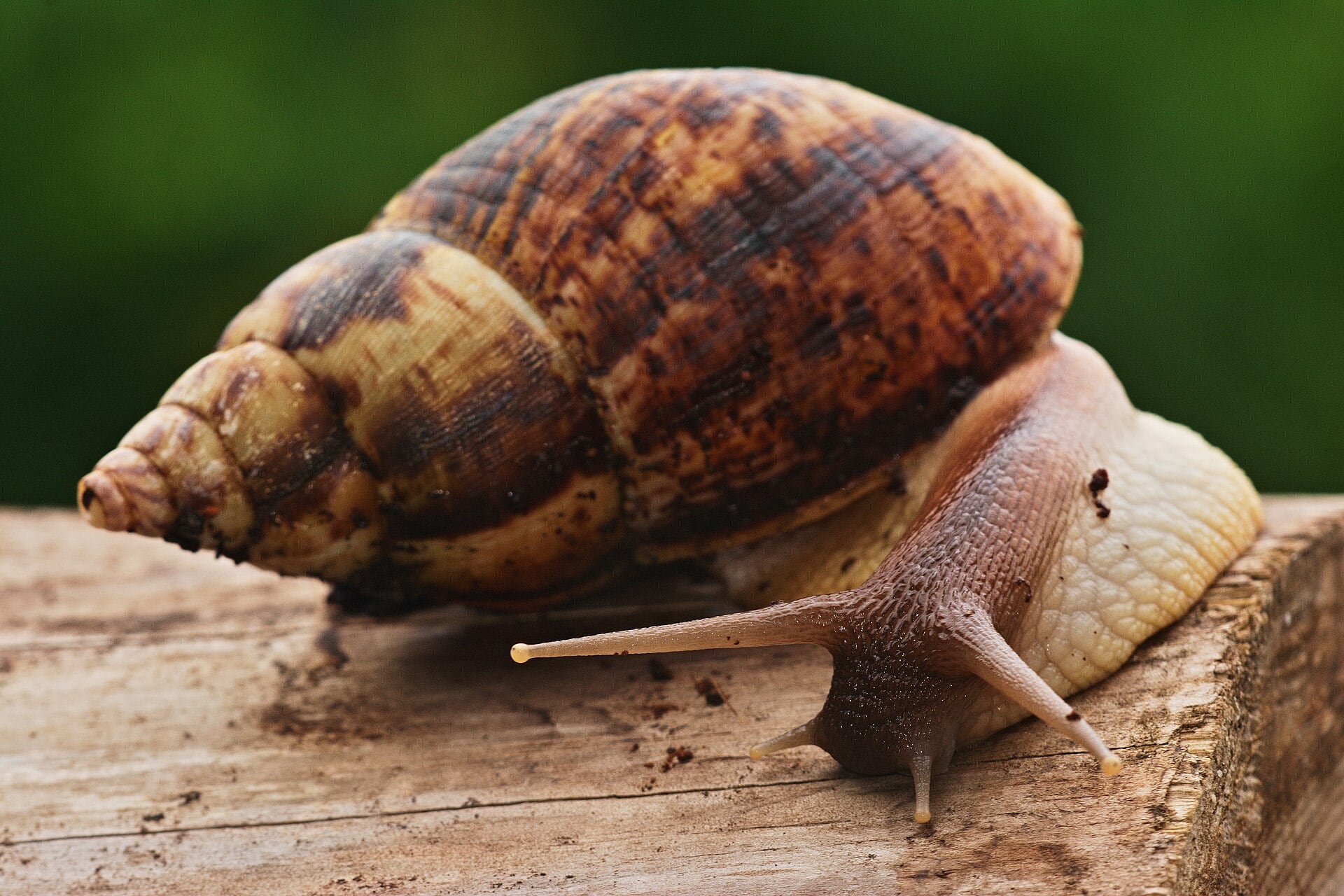 Ejemplar de caracol gigante africano. (Topi Pigula/Wikimedia Commons)