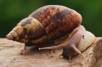 Los peritos identificaron la sustancia como metaldehído, un componente presente en algunos productos utilizados para eliminar caracoles y babosas (Wikimedia Commons)