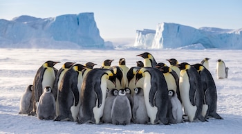 Pingüinos emperador adultos y crías grises reunidos sobre la nieve frente a grandes bloques de hielo azulado.