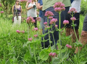 La valeriana, por sus cualidades