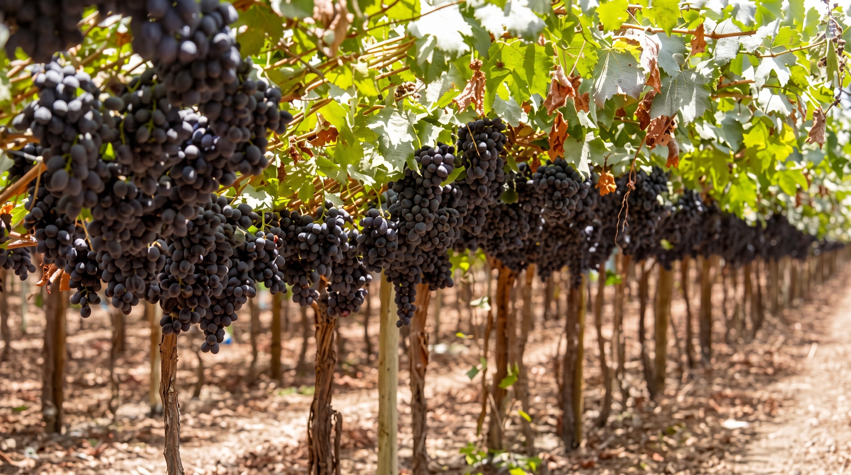 Diversos racimos de uva negra sin semilla cuelgan de las cepas en una parcela agrícola destinada a la producción vitícola. (Agencia Andina)