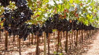 Racimos de uvas oscuras cuelgan de parras con hojas verdes en un campo agrícola con suelo de tierra