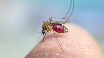 El virus del Nilo Occidental avanza en Grecia: ya son 24 los muertos y casi 300 los infectados