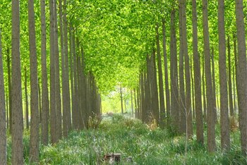 Árboles en un bosque implantado