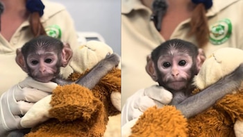 El “Punch mexicano” existe: Yuji, el mono bebé que cuidan con crianza asistida en el Zoológico Guadalajara