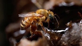 La combinación de altas temperaturas, la reducción de zonas naturales y la expansión de colonias en colmenas domésticas está empujando a los enjambres a instalarse en huecos y objetos cotidianos