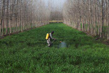 El uso de pesticidas y