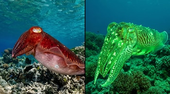 Imagen dividida que muestra una sepia de color rojizo sobre arrecifes de coral a la izquierda y una sepia verde brillante a la derecha.
