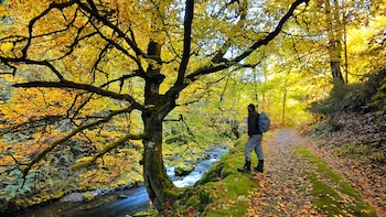 El bosque de España con acceso restringido del que salió la madera para construir los barcos de la Armada Invencible