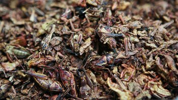 Tenochtitlan: qué insectos comían los