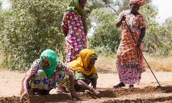 El proyecto involucra a 11 países africanos y aspira a crear 10 millones de empleos verdes mientras capta 250 millones de toneladas de carbono (ONU)