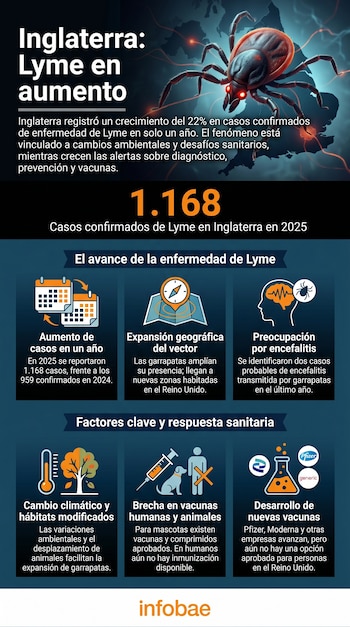 Infografía muestra una garrapata gigante sobre un mapa de Inglaterra, texto sobre aumento de Lyme y paneles con información de casos, factores y vacunas.