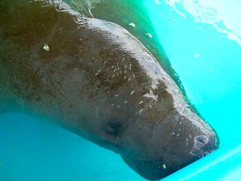 Esta primavera las autoridades ya habían alertado de que la rápida extinción de los pastos marinos estaba causando la desnutrición y una mortandad sin precedentes del manatí de Florida. EFE/Alfonso Rodríguez/Archivo