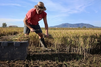Trabajador del campo cosechando arroz en el Delta del Ebro (Nacho Doce / Reuters)