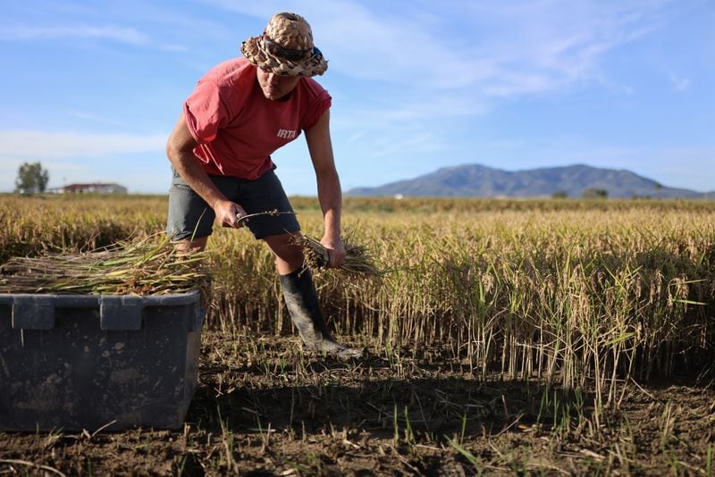 Trabajador del campo cosechando arroz en el Delta del Ebro (Nacho Doce / Reuters)