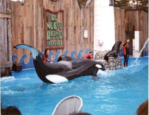La muerte de Keiko en 2003 reabrió el debate sobre la reinserción de orcas cautivas, aunque su caso sigue como referencia en mamíferos marinos -
Crédito: X/@Cuauhtemoc_1521