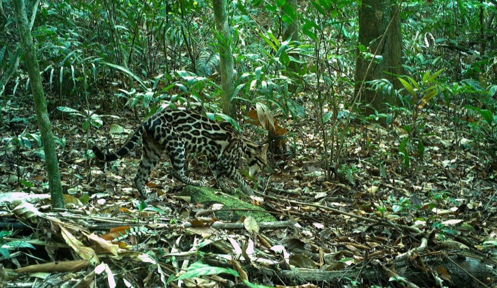 Los ocelotes son depredadores importantes en los ecosistemas neotropicales, pero muy esquivos y difíciles de estudiar. Foto/Claudio Monteza STRI.