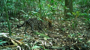 Barro Colorado, el laboratorio natural donde las cámaras trampa cuentan la historia de la vida salvaje en Panamá