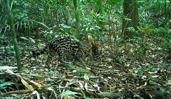 Los ocelotes son depredadores importantes en los ecosistemas neotropicales, pero muy esquivos y difíciles de estudiar. Foto/Claudio Monteza STRI.