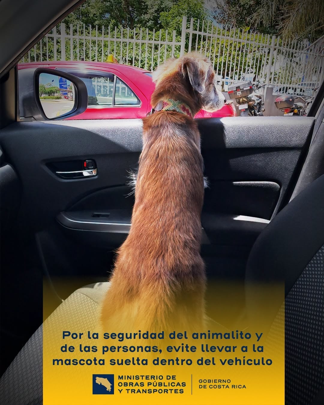Los conductores suman 861 multas por llevar mascotas de forma indebida en vehículos. (Cortesía MOPT).