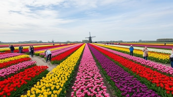 Cuando una flor valía más