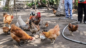 El Salvador busca reforzar la vigilancia en las fronteras del país, puertos, aeropuertos y puntos de ingreso, mediante la inspección y control riguroso de aves vivas, productos, subproductos y material genético de origen aviar (Foto cortesía MAG)