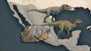 Hallan 50 huellas de dinosaurios en Michoacán: carnívoros gigantes, raptores y herbívoros de hace 65 millones de años