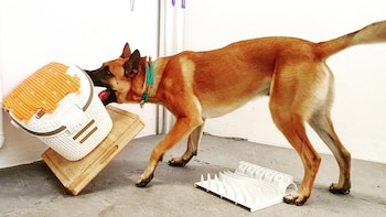 Consideran que el comportamiento compulsivo