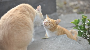 Secretaría de Cultura advierte sobre