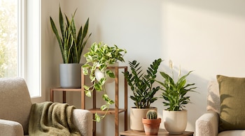 Rincón de sala con luz natural, sillones beige, y plantas: sansevieria, pothos, zamioculca, espatifilo y cactus en macetas modernas.