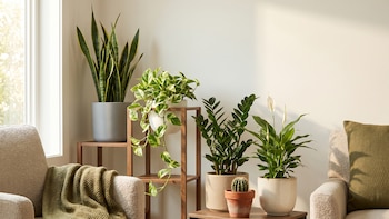 Las 5 plantas para interior que requieren pocos cuidados y son ideales para principiantes