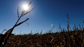 El planeta agrícola pendiente de