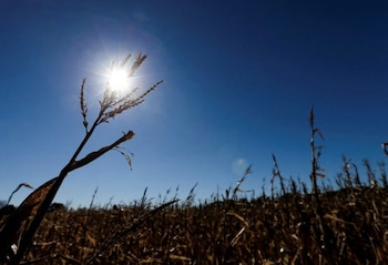 La humedad ha caído drásticamente