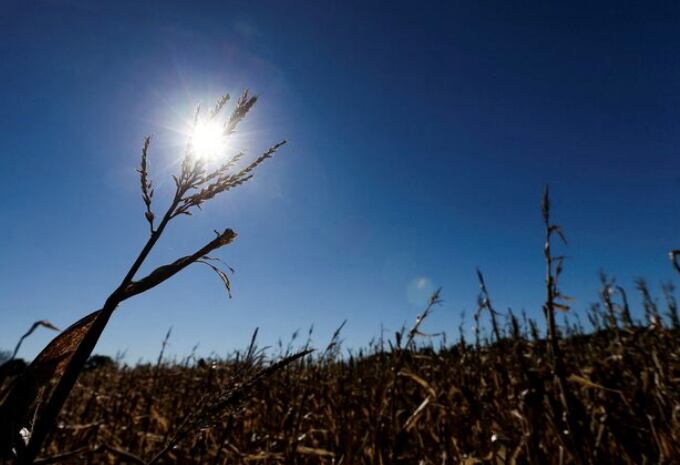 La humedad ha caído drásticamente para los cultivos de maíz y de soja, y empiezan a discutirse los resultados formidables que se imaginaban en el comienzo de la temporada (Reuters)