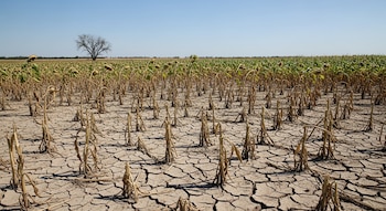 Campo de tierra seca y agrietada con tallos de girasol secos en primer plano, plantas de maíz en segundo plano y un árbol sin hojas al fondo. Cielo azul claro.