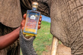 Bajo la etiqueta de "Indlovu