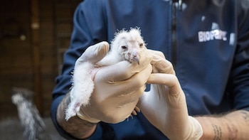 Así son los primeros polluelos