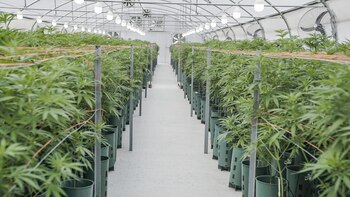 (Servicio Informativo Gobierno de San