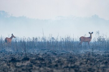 Dos venados de los esteros