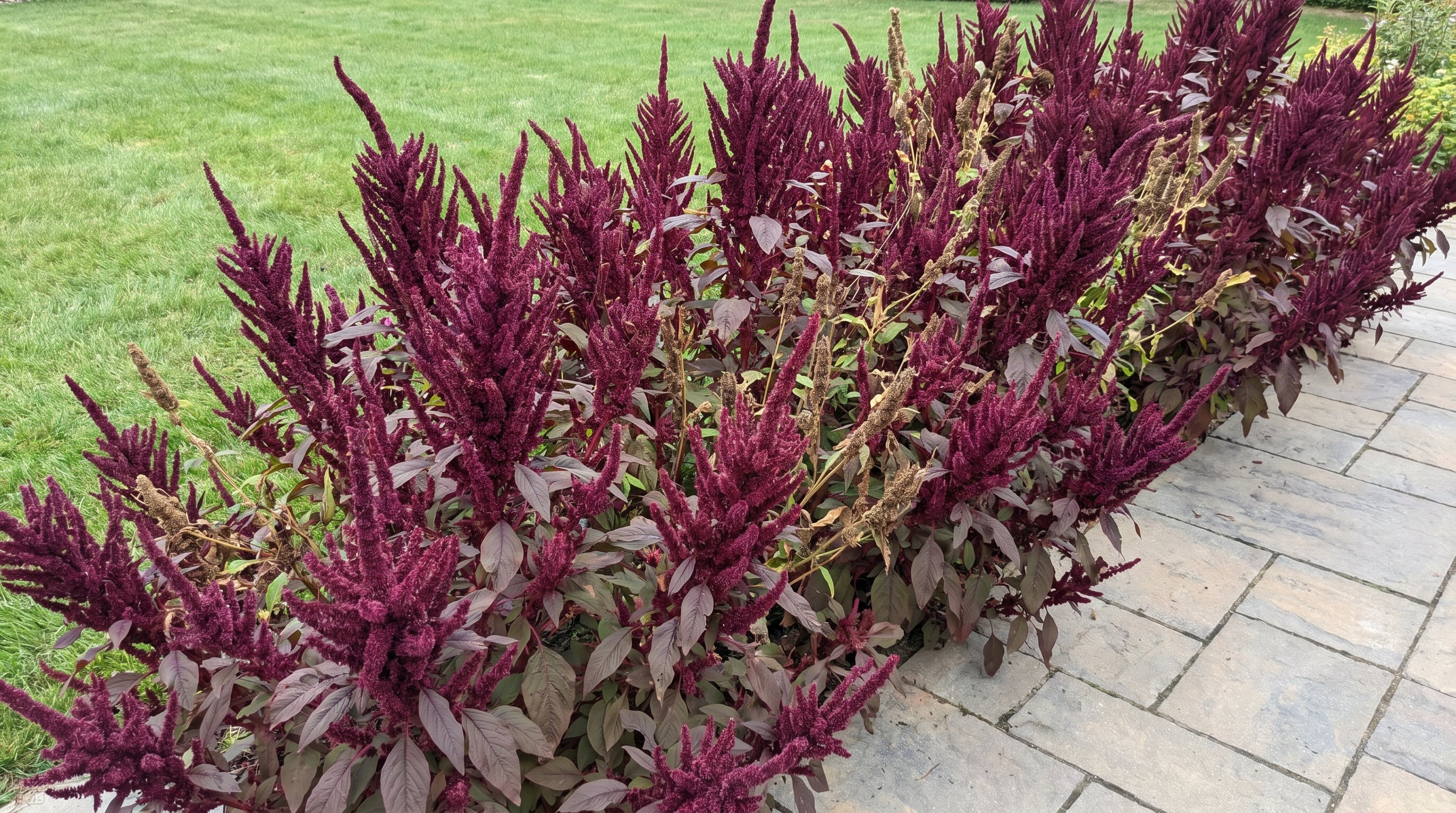 El amaranto se reproduce por sí solo, cubriendo amplias zonas con inflorescencias burdeos y siendo apto para suelo diverso (Imagen Ilustrativa Infobae)