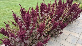Primer plano de una hilera de plantas de amaranto con grandes inflorescencias de color burdeos, delimitando un área de césped y un sendero de baldosas claras.