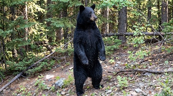 Un oso negro de pelaje oscuro se sostiene de pie sobre dos patas en una ladera boscosa rodeada de coníferas y ramas secas.