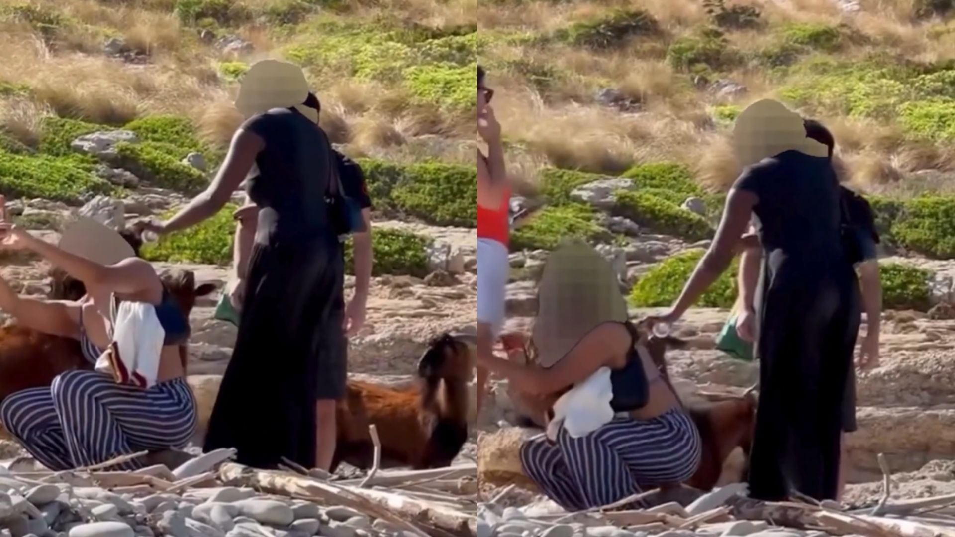 Captura de vídeo que muestra a un grupo de turistas dando cerveza a unas cabras en Mallorca.
